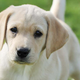 Imagen para el artículo titulado Cómo evolucionaron los perros para ser tan adorables: músculos faciales parecidos a los de los seres humanos